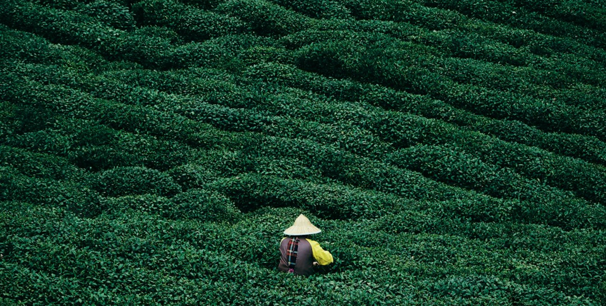 La culture du thé en Chine