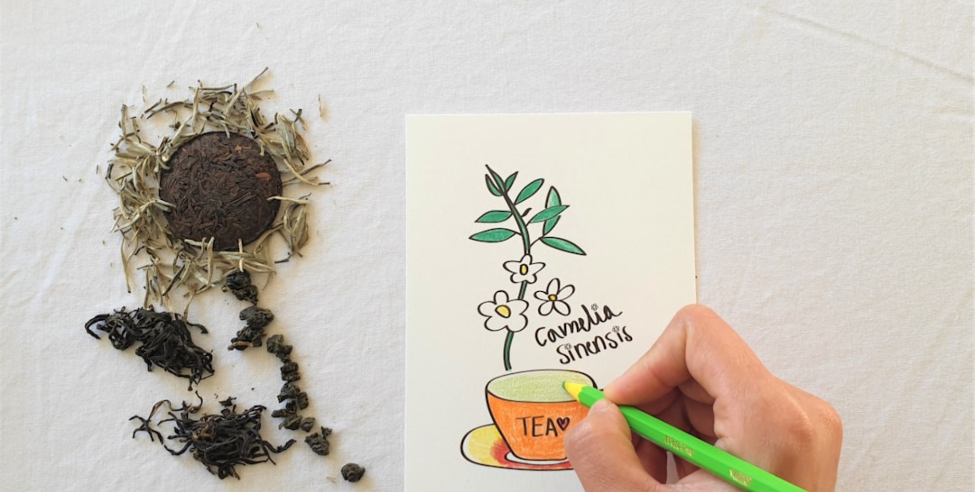 le théier Camellia sinensis