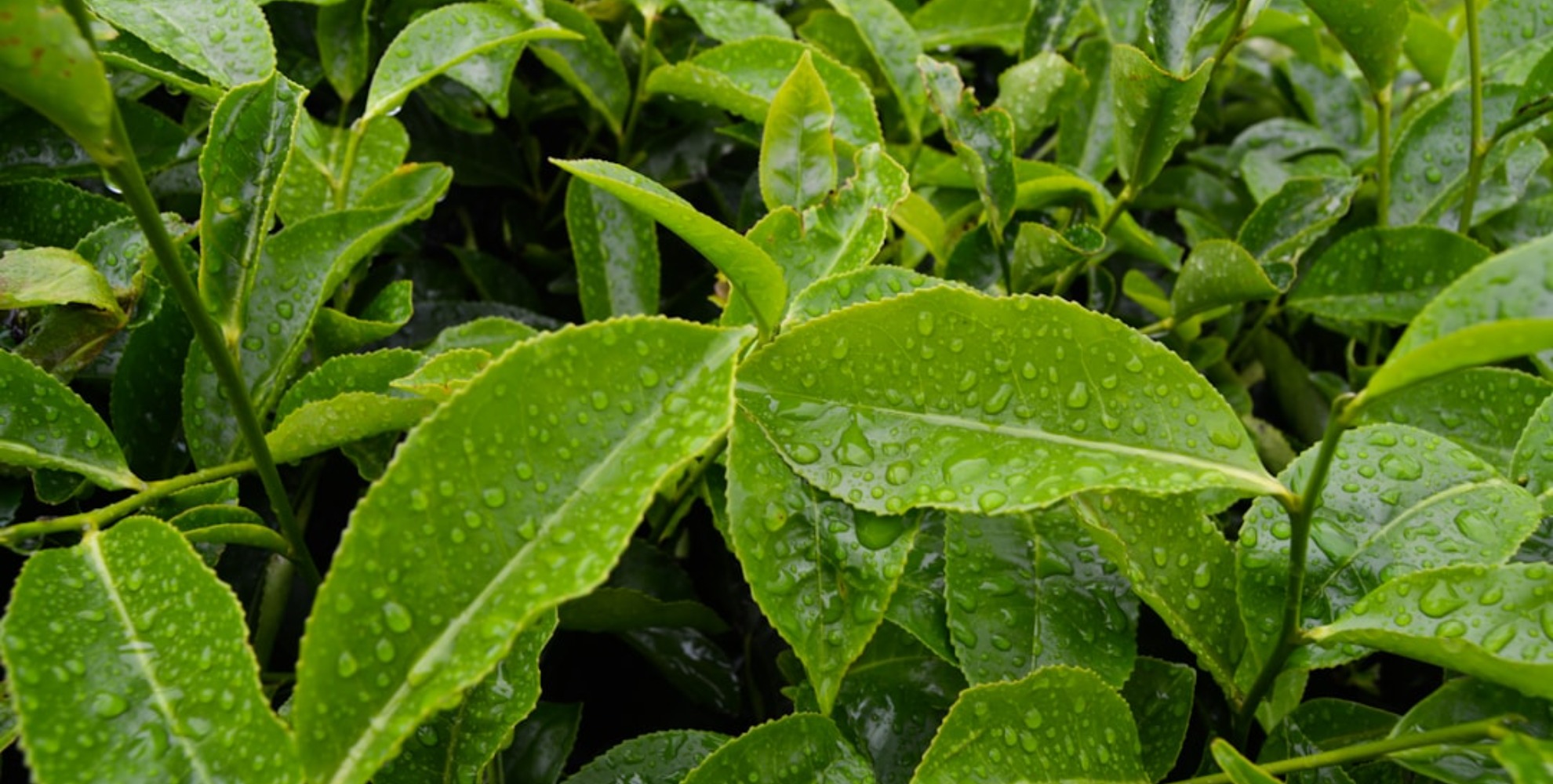 Camellia sinensis